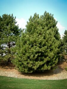 Сосна Чёрная (Pinus Nigra) купить по цене от 270.00р. в интернет-магазине «Посадика» с доставкой почтой в в Чехове и по всей России – [изображение №1].