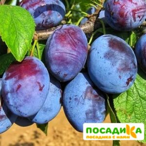 Слива Чачакская ранняя купить по цене от 229.00р. в интернет-магазине «Посадика» с доставкой почтой в в Чехове и по всей России – [изображение №1].