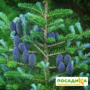 Пихта корейская (Abies koreana) купить по цене от 450.00р. в интернет-магазине «Посадика» с доставкой почтой в в Чехове и по всей России – [изображение №1].