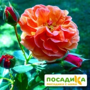 Роза Арабия купить по цене от 350.00р. в интернет-магазине «Посадика» с доставкой почтой в в Чехове и по всей России – [изображение №1].