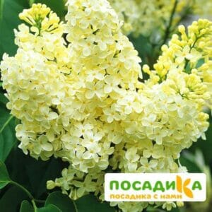 Сирень Примроуз (Primrose) купить по цене от 529.00р. в интернет-магазине «Посадика» с доставкой почтой в в Чехове и по всей России – [изображение №1].