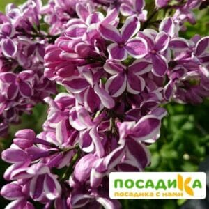 Сирень Сенсация купить по цене от 529.00р. в интернет-магазине «Посадика» с доставкой почтой в в Чехове и по всей России – [изображение №1].