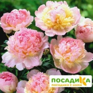 Пион Распберри Сандей (Paeonia Raspberry Sundae) купить по цене от 959р. в интернет-магазине «Посадика» с доставкой почтой в в Чехове и по всей России – [изображение №1].