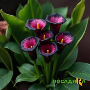 Калла Аура Лейс купить по цене от 400р. в интернет-магазине «Посадика» с доставкой почтой в в Чехове и по всей России – [изображение №1].
