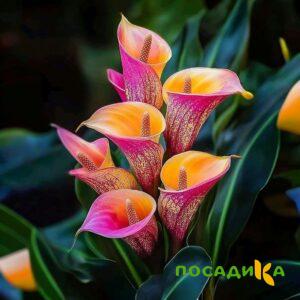 Калла Оникс купить по цене от 450р. в интернет-магазине «Посадика» с доставкой почтой в в Чехове и по всей России – [изображение №1].