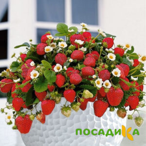 Клубника Рубиновый Шепот (горшечная) купить по цене от 240р. в интернет-магазине «Посадика» с доставкой почтой в в Чехове и по всей России – [изображение №1].
