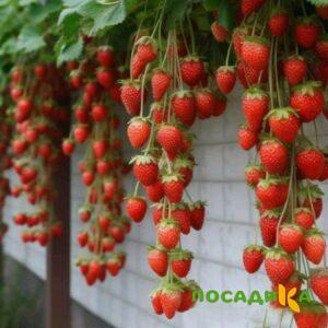 Клубника вьющаяся Комплимент купить по цене от 470р. в интернет-магазине «Посадика» с доставкой почтой в в Чехове и по всей России – [изображение №1].