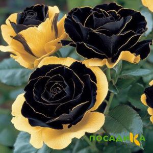 Роза Ханни Сикл купить по цене от 700р. в интернет-магазине «Посадика» с доставкой почтой в в Чехове и по всей России – [изображение №1].