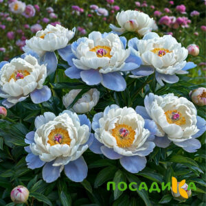 Пион акварельный Этюд купить по цене от 806р. в интернет-магазине «Посадика» с доставкой почтой в в Чехове и по всей России – [изображение №1].