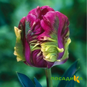 Тюльпан Экзотик Хэвен купить по цене от 186р. в интернет-магазине «Посадика» с доставкой почтой в в Чехове и по всей России – [изображение №1].